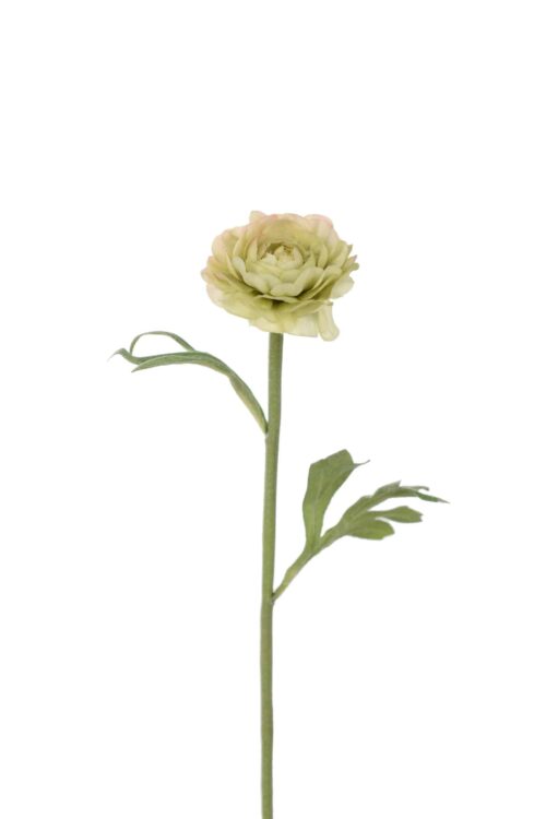 Ranuncel Grön 35cm