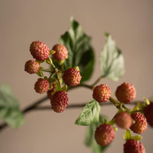 Mullbärskvist Rosa 65cm