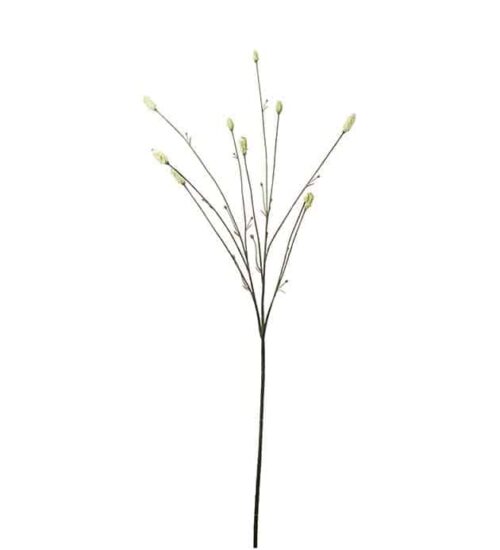 Pimpinell 80 cm