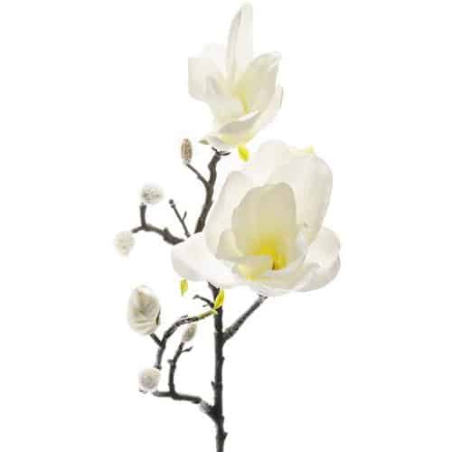Magnolia 60 cm