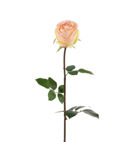Ros Rosa 75cm