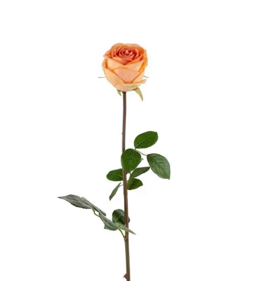 Ros Aprikos 75cm