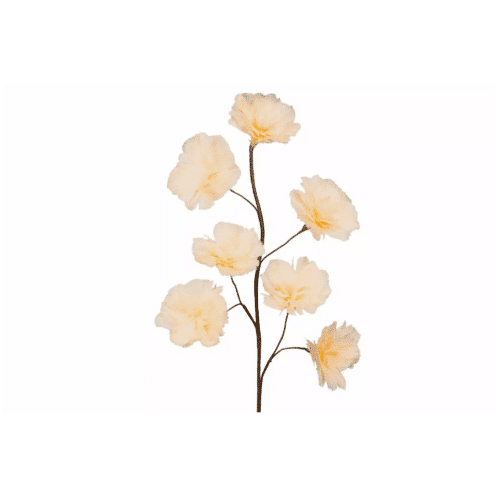 Kvist Fjäderblomma Aprikos