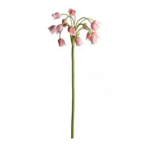 Allium 65 cm Rosa