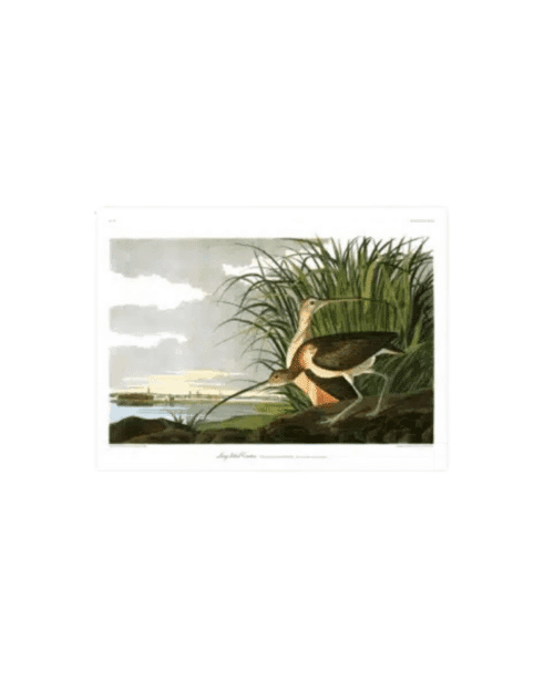 The Dybdahl Company Long Billed Curlew