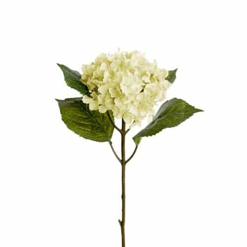 Hortensia 40 cm Vit