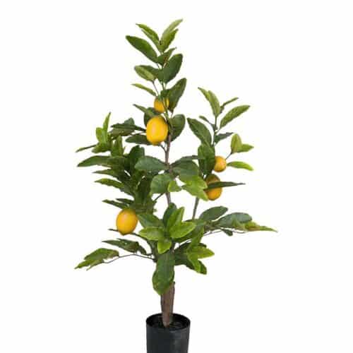 Citronträdi kruka 90 cm