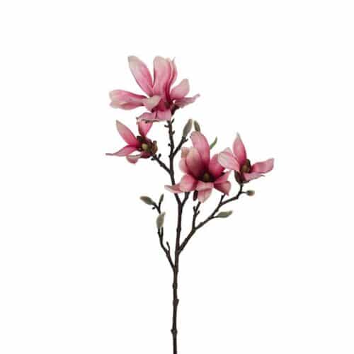Magnolia 50 cm Rosa