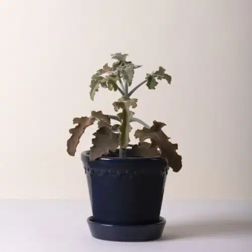 Bergs Potter Copenhagen Kruka – Blå 14 cm