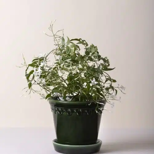 Bergs Potter Copenhagen Kruka – Grön 18 cm