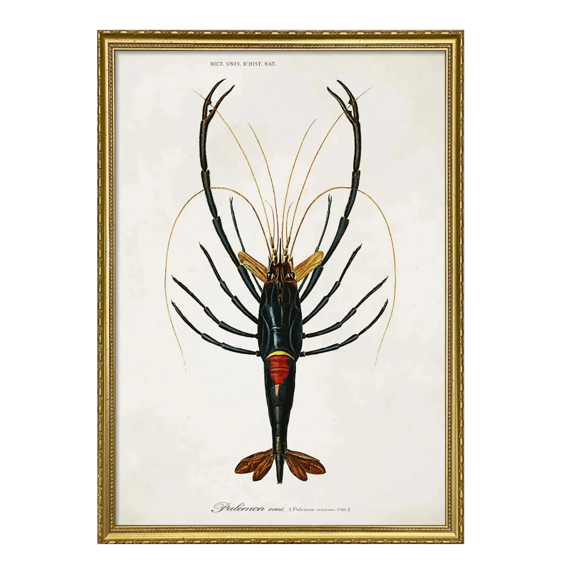 The Dybdahl Company Tavla Crayfish