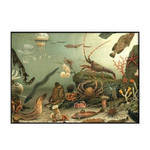 The Dybdahl Company Tavla Aquarium Horizontal