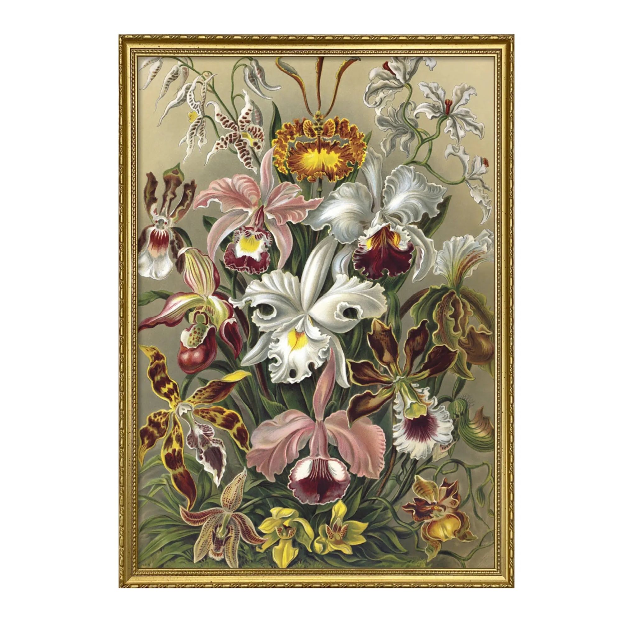 The Dybdahl Tavla Cypripedium - Bild 6