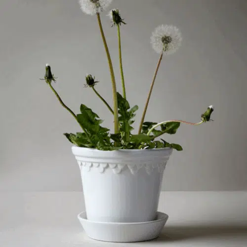 Bergs Potter Copenhagen Kruka- Vit 18 cm