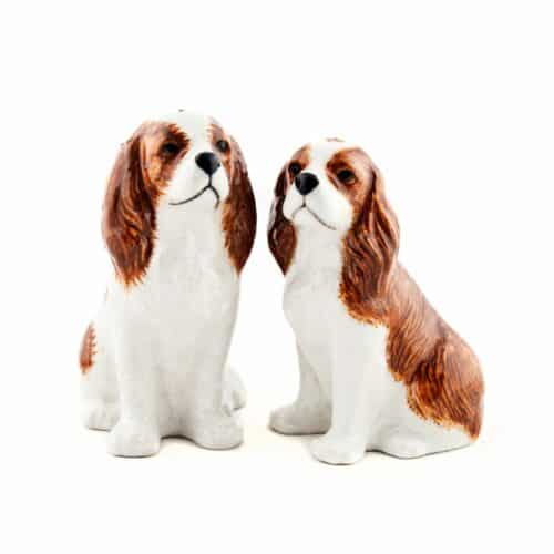 Cavalier king charles spaniel salt och peppar