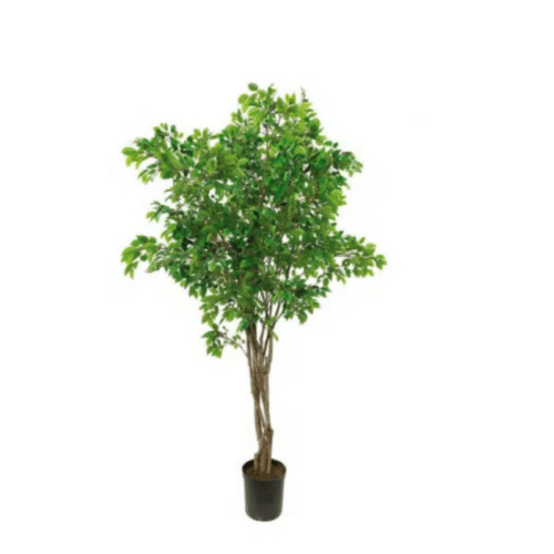 Fikus Benjamin 300 cm – Naturtrogen och underhållsfri konstväxt