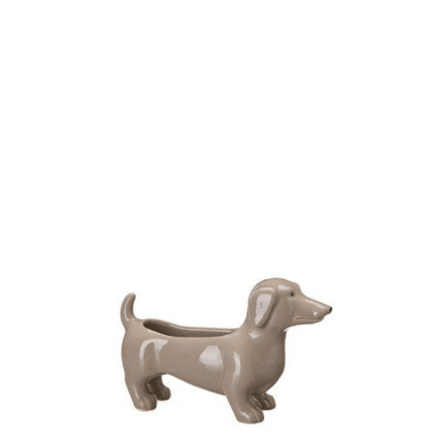 Jacky Hund plantering