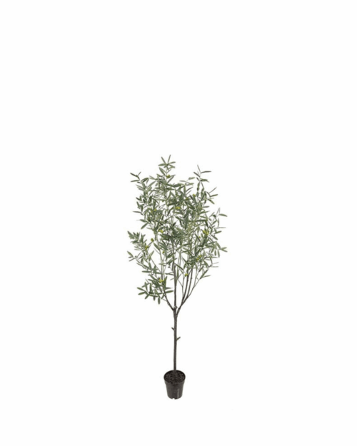 Oliv 200 cm i kruka