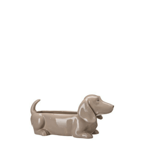 Jacky Hund plantering