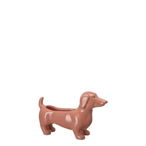 Jacky Hund plantering persikorosa