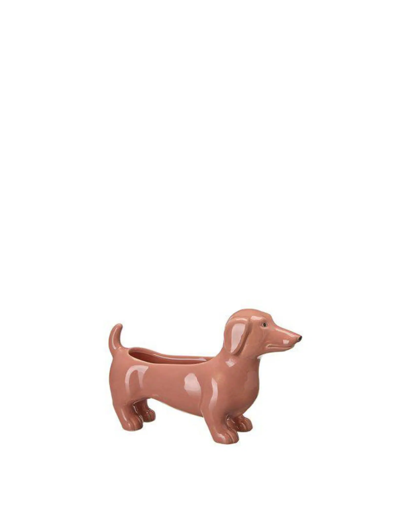 Jacky Hund plantering persikorosa