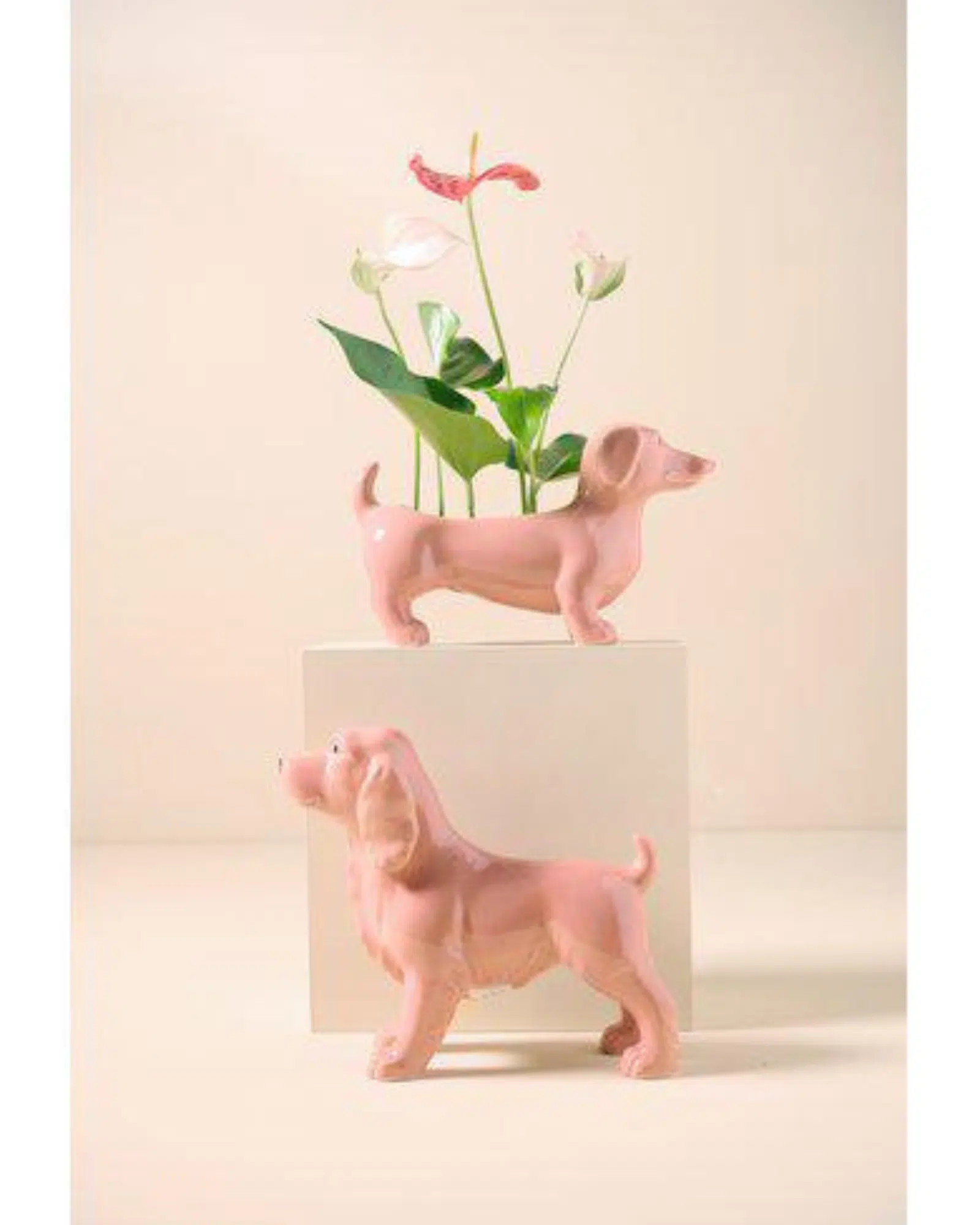 Jacky Hund plantering persikorosa - Bild 2