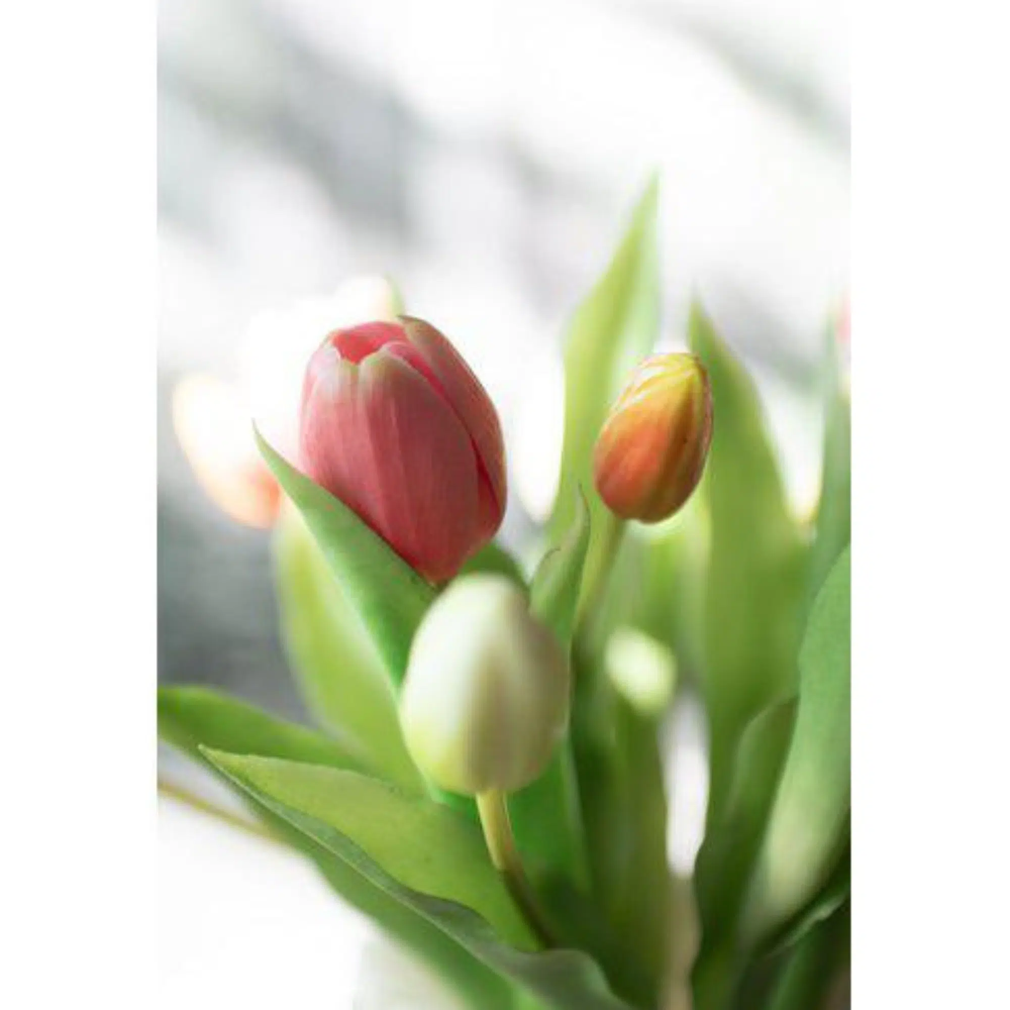 TULPANER Bunt 7-pack Ljusrosa - Bild 2