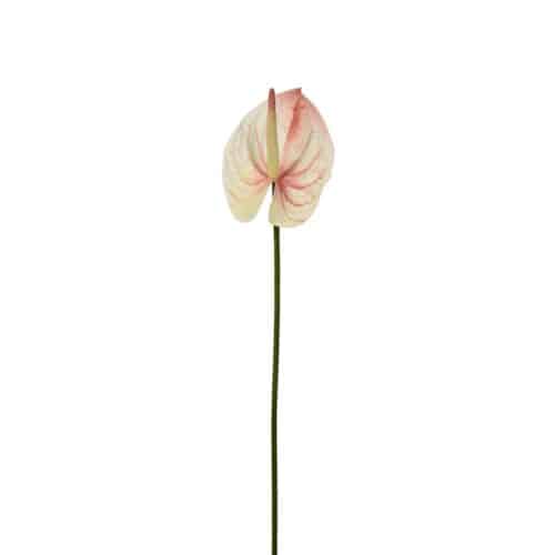 Anthurium Rosa 65 cm
