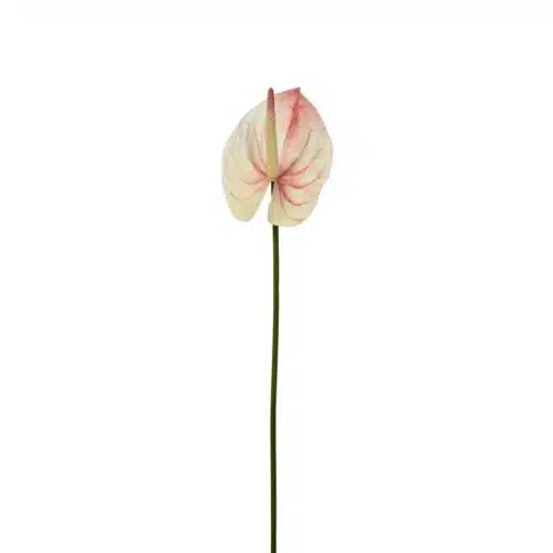 Anthurium Rosa 65 cm