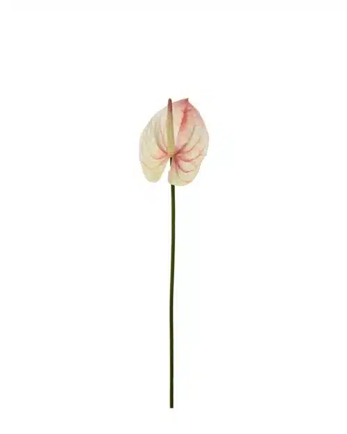Anthurium Rosa 65 cm