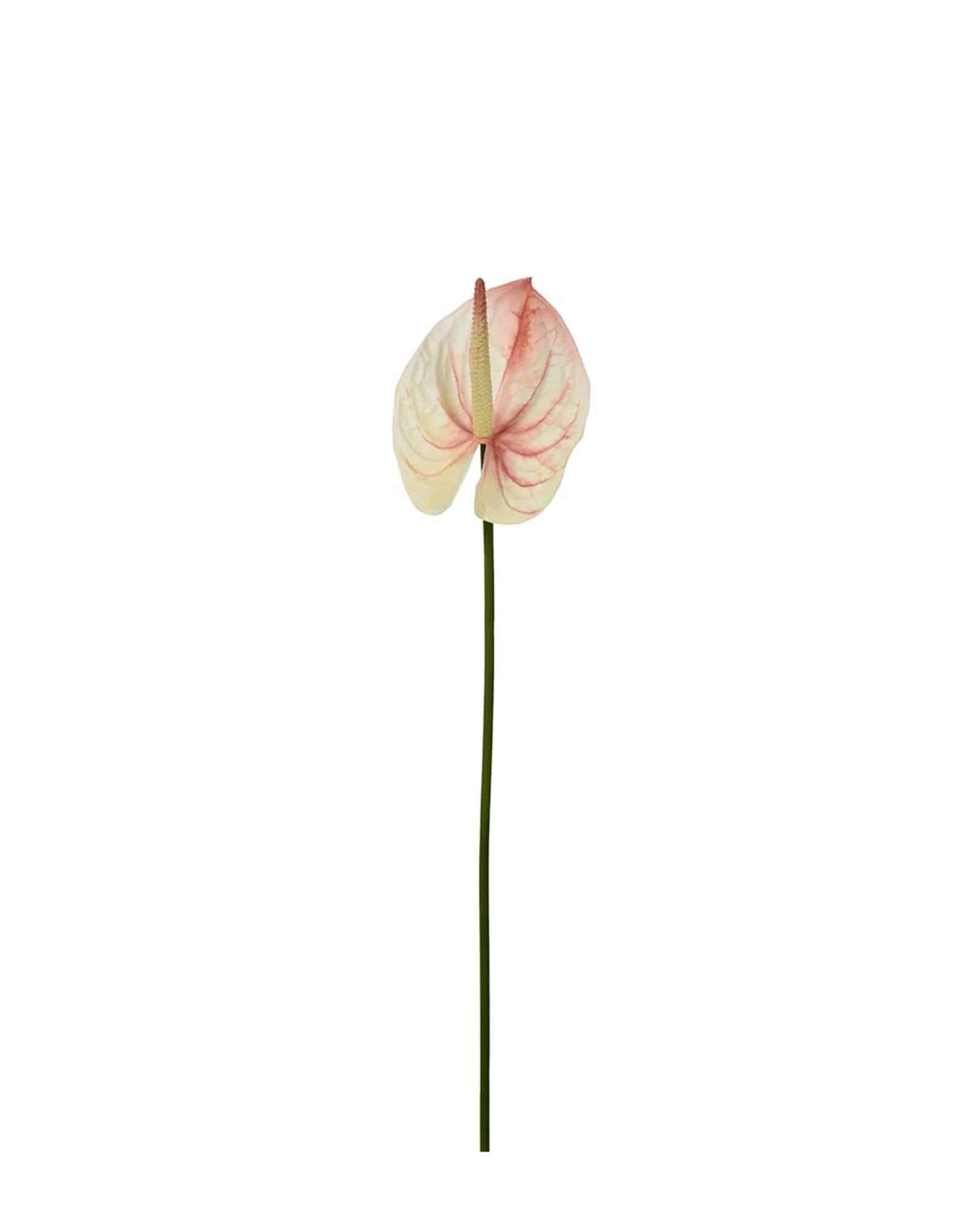 Anthurium Rosa 65 cm