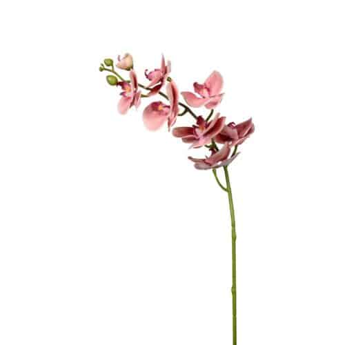 Phalaenopsis Rosa 75cm