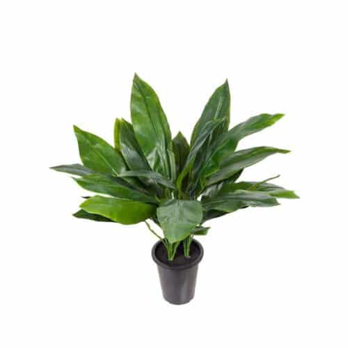 Aspidistra 75cm