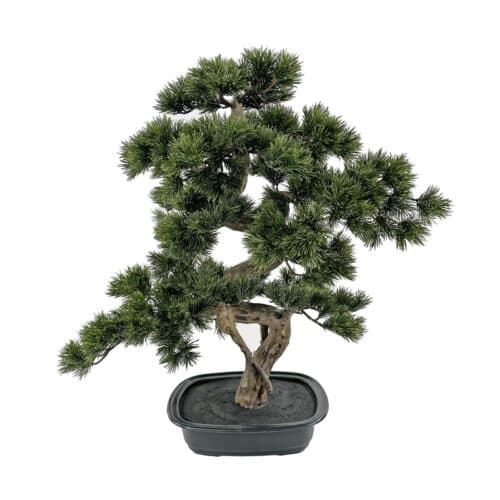 Bonsai grön i svart kruka 68 cm