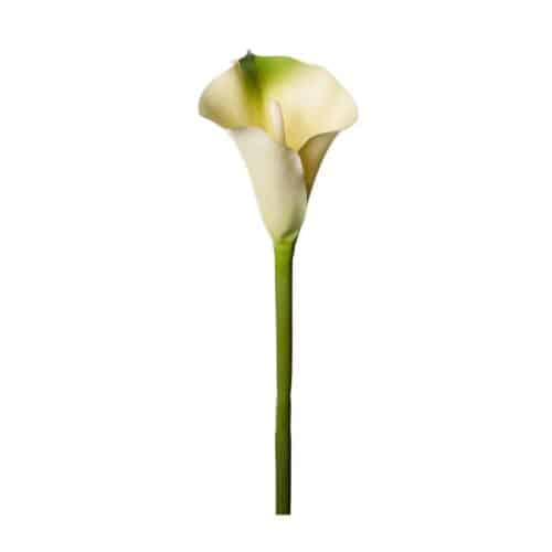 Calla grön 80 cm