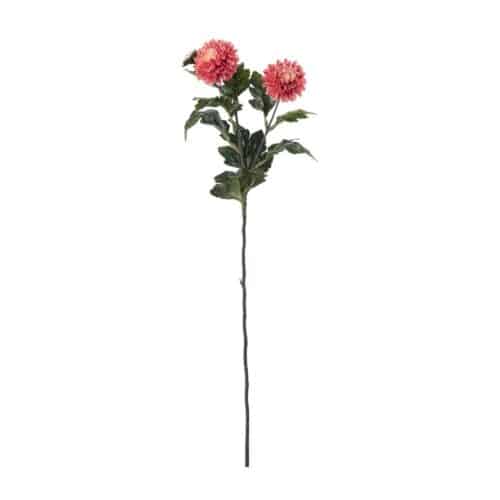 Chrysanthemum mörkrosa 55cm