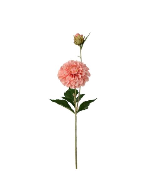Dahlia Aprikos 66cm