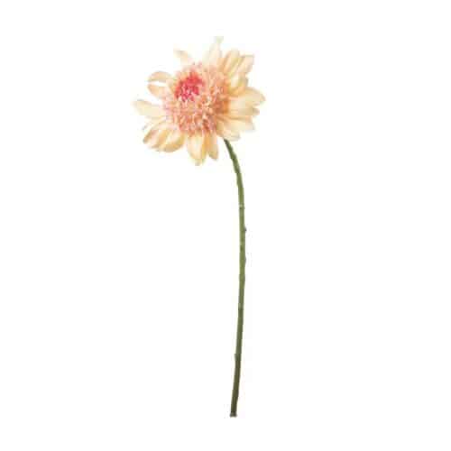 Dahlia Persika 62 cm