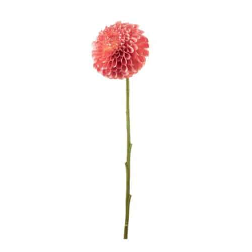 Dahlia Persika 75 cm