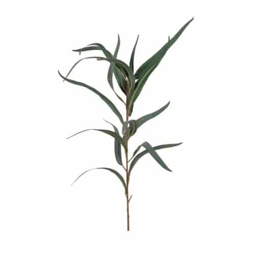 Eucalyptus 60 cm