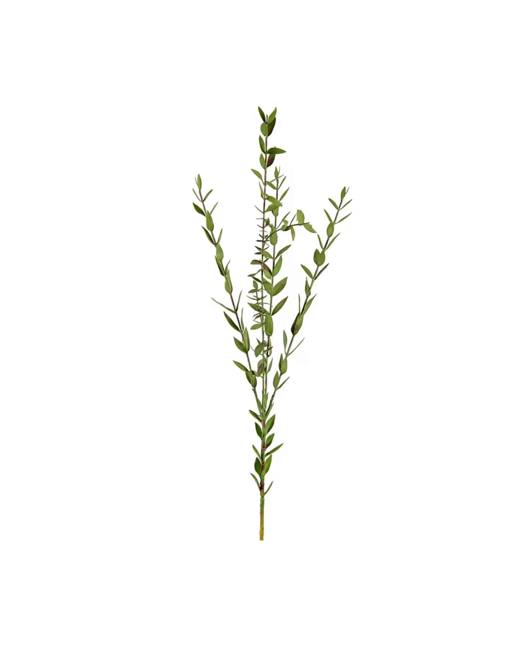 Eucalyptus 70 cm