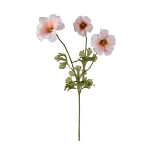 Fjärilsranuncel Persika 54 cm