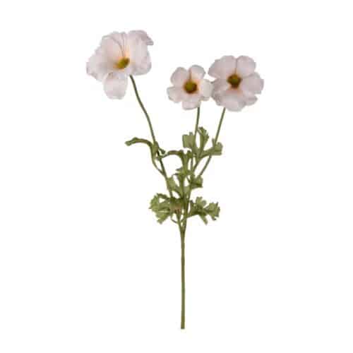 Fjärilsranuncel cream 54 cm