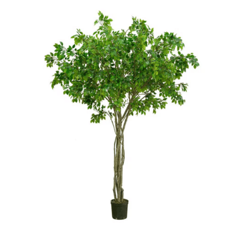 Fikus Benjamin 330 cm – Naturtrogen och underhållsfri konstväxt