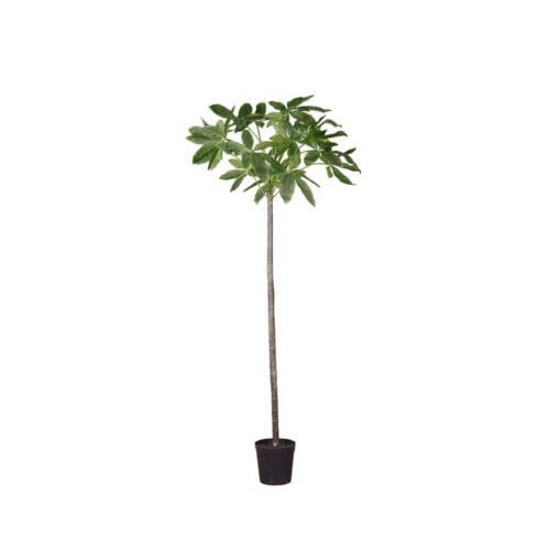 Pachiraträd i kruka 240 cm – Naturtrogen och underhållsfri konstväxt
