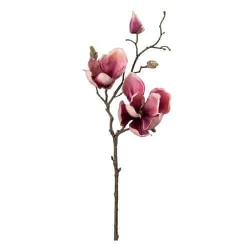 Magnolia Lila 45 cm
