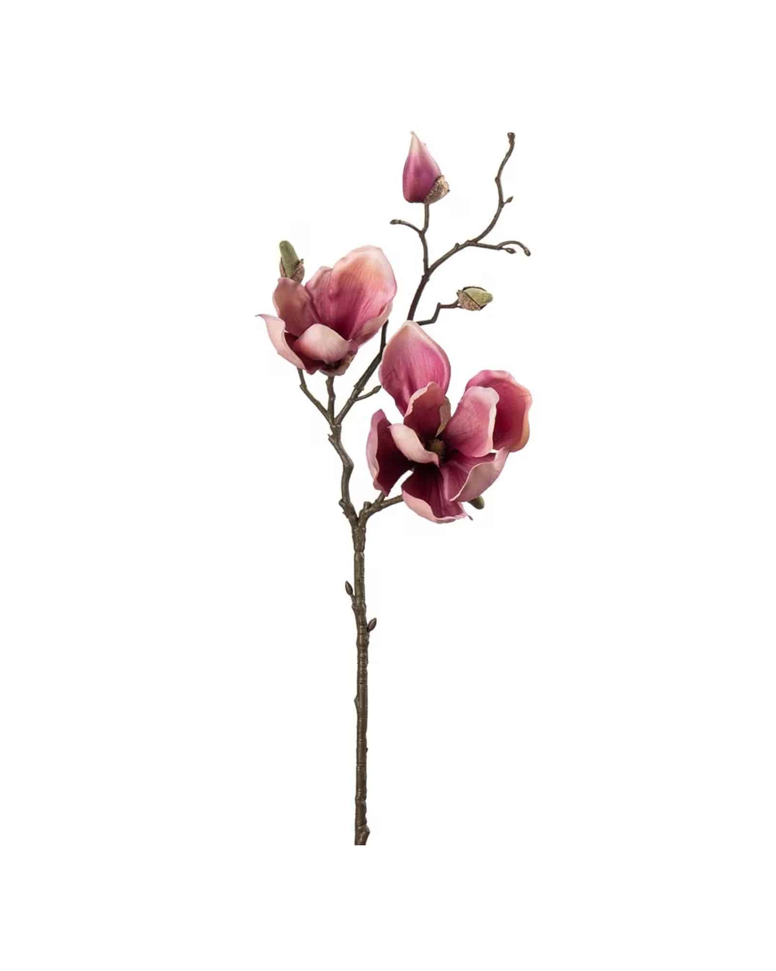 Magnolia Lila 45 cm