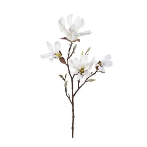 Magnolia Vit 50 cm