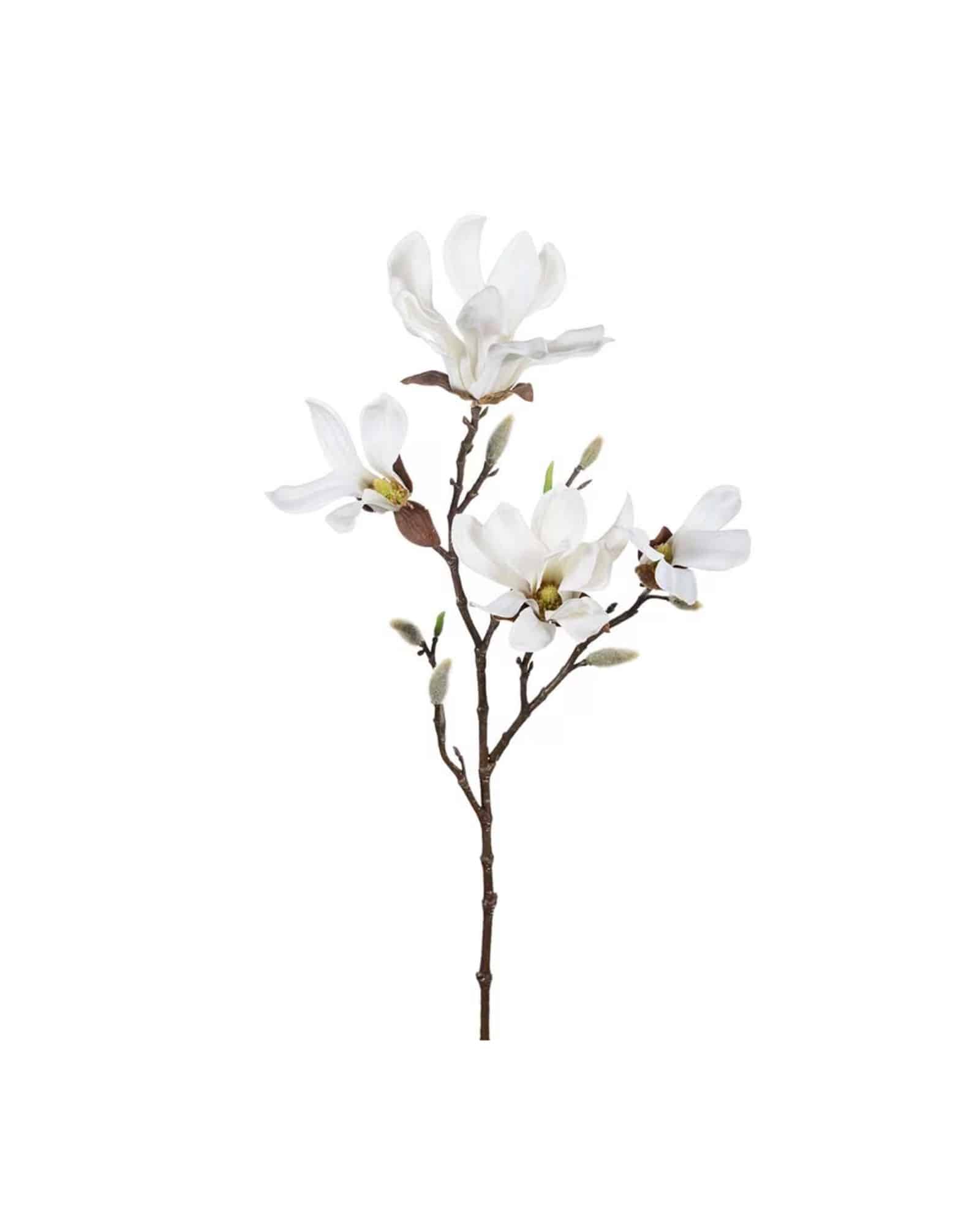 Magnolia Vit 50 cm