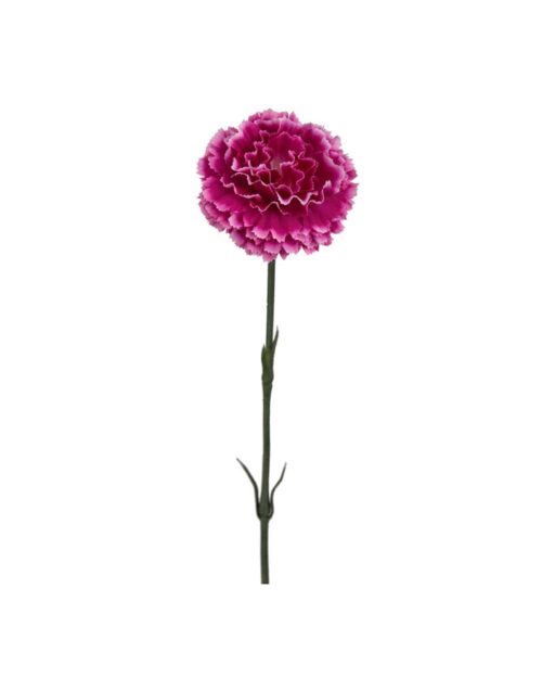 Nejlika lila 55 cm
